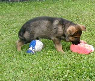 Helga.Norbo blk collar male 7 wks