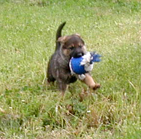 Helga.Norbo black collar male 7wks