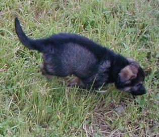 Helga.Norbo red male 7 wks