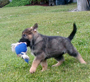 Helga.Norbo green collar male 7 wks