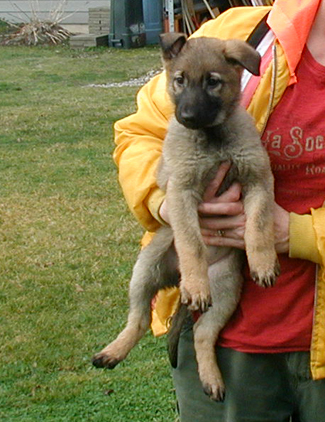 Hot pink collar girl 8.5 wks