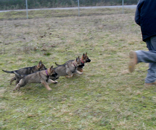 Uva Lux Pups 7 wks