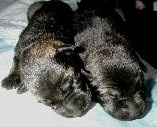 Itti Dino blk sable girls 3 days