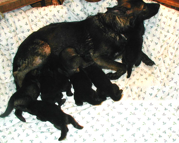 Ittiana x Dino Pups 2.5wks