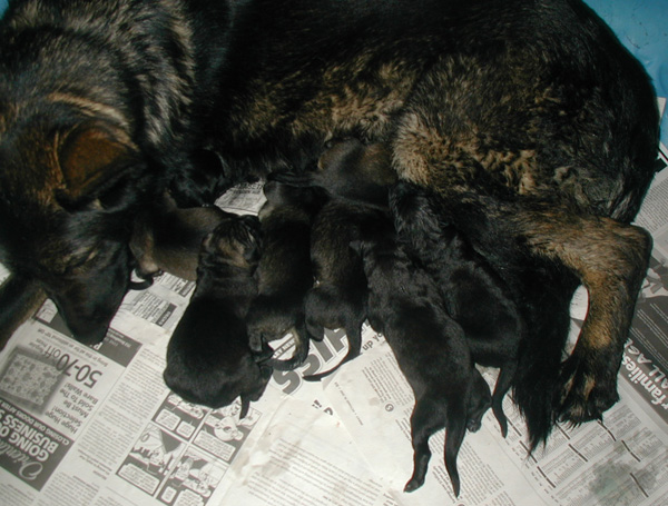 Ittiana Pups First Day Born