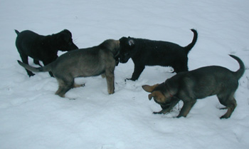 Ittiana, Iuri, Izeus and Kosta 3 mos