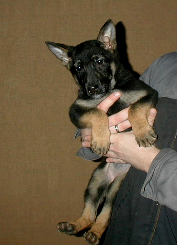 Volley 12 wks_Jonni x Argo female