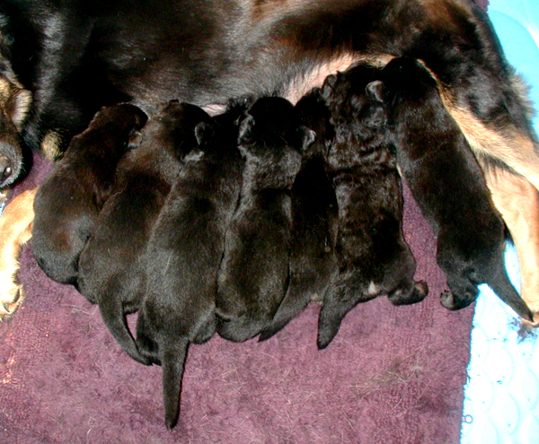 Jonni Argo pups 2.5 wks_600x