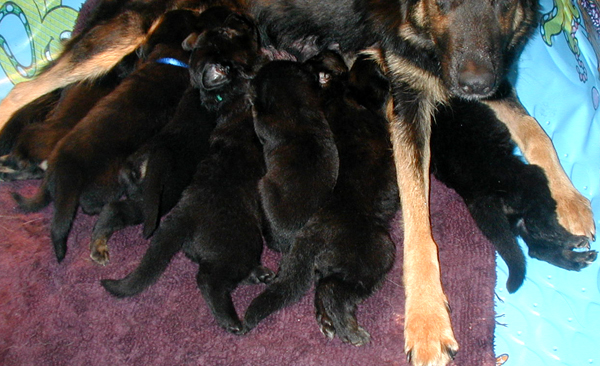 Jonni Argo pups 3.5 wks_600x