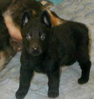 Lolinda Uma 5 wks