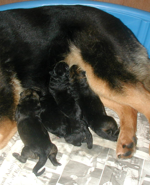 Loly Lux 2nd litter 24 hrs