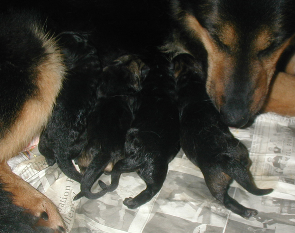 Loly Lux 2nd litter 4 hrs 