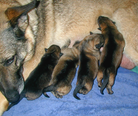 3 days old
