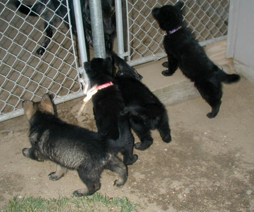 6 weeks