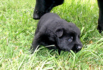 Male Pascha 3 wks