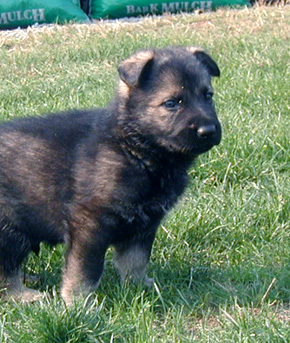 Dany Male 4 wks_Head