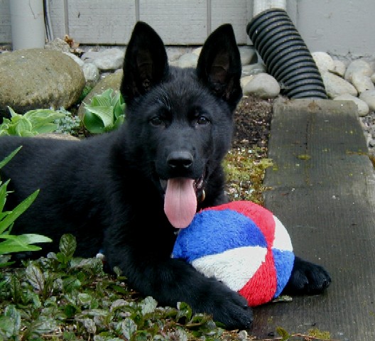 Mikelof von Schraderhaus 9 wks