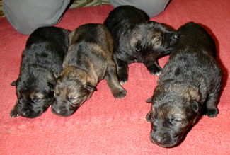 Molly Females 9 days 325w