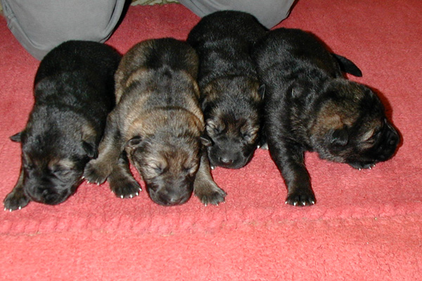 Molly Females 9 days old