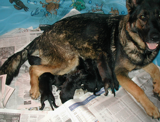 Molly Lord 2nd litter 8 hrs old