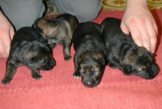 Molly Females 9 days 325w_2