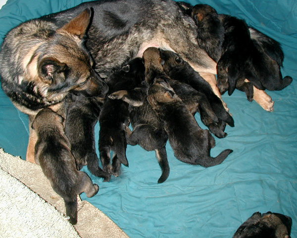 Molly Kids 2 wks 600