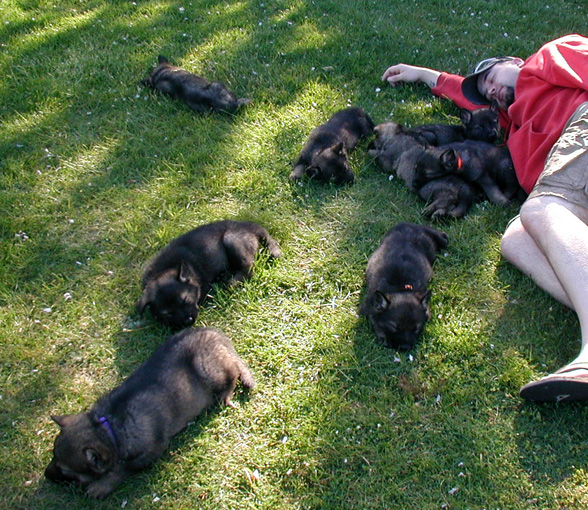 Yeltsa pups 5 wks Naptime