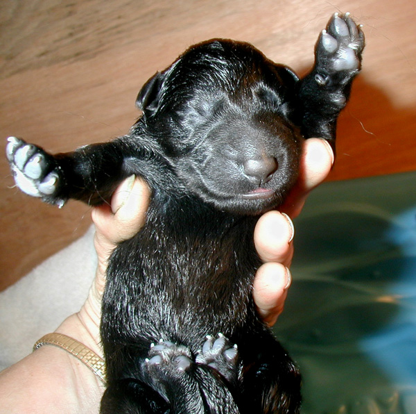 Harys Newborn blk female 600x