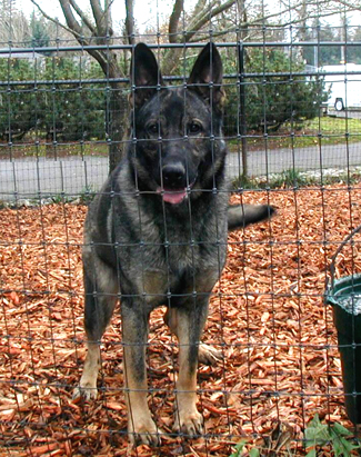 Norbo Den-Lu 17 mos