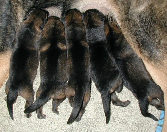 Norbo Helga pups 3 days 585w