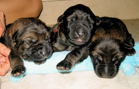 Norbo Lusy Pups 5 days old