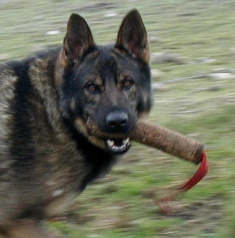 Norbo von Schraderhaus_head