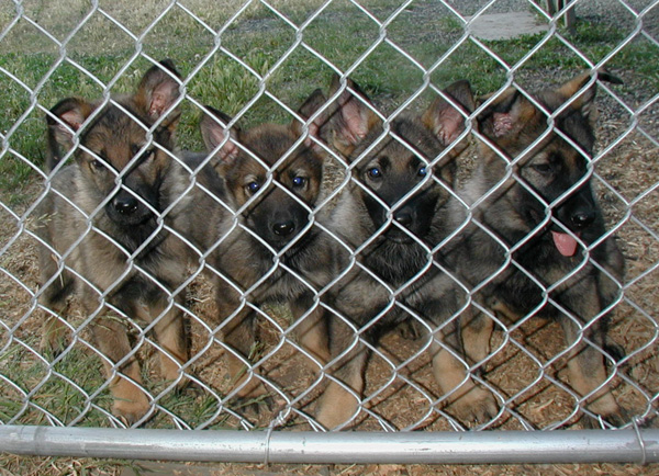 O Litter 9 weeks July 7 2009