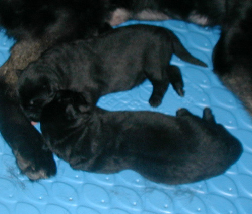 Onika x Argo kids 3.5 wks