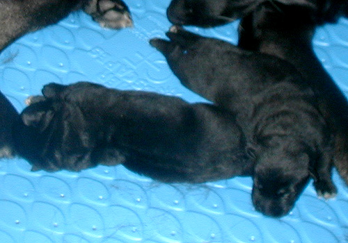 Onika Argo pups 3.5 wks