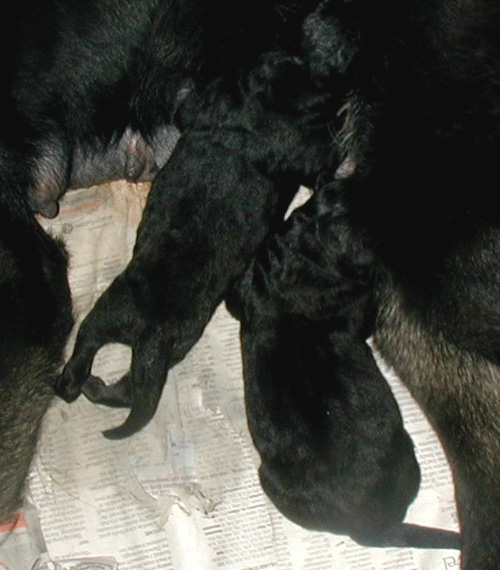 Onika argo pups 8 hrs