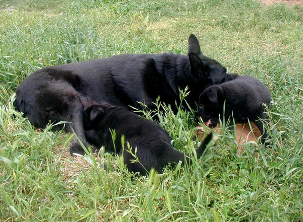 Onika w pups 7 wks