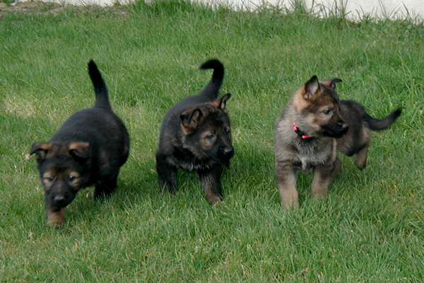 Orange Yellow Pink 6 wk females Molly Lord