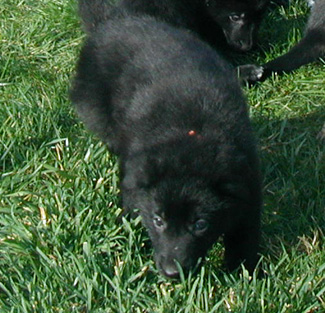 orange collar blk fe