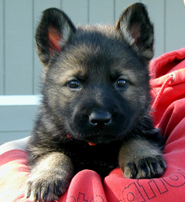 orange collar female 270w