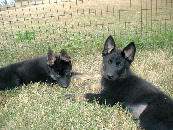 Petra and Prima