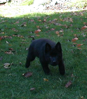 Pink collar girl 8wks