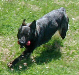 Ittiana playing ball