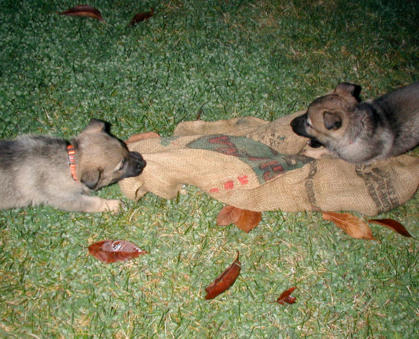 Nike_Pumpkin collar girl and Lt. Red Girl