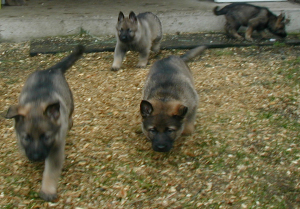 Pups Exploring_6wks