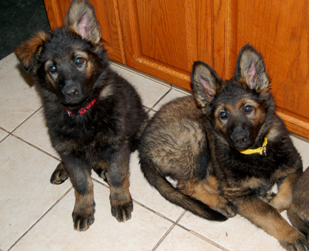 Lusy red and yellow fe 9.5 wks