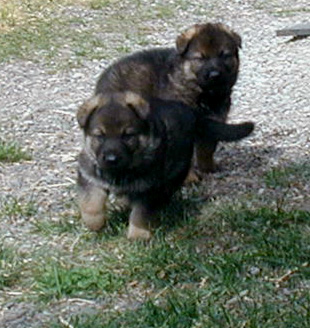 Loly Sable girls 4 wks