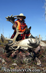 Sentinelle s Big Bull Caribou