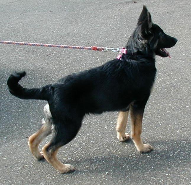 V-Sonja aka Gretta 4.5 mos