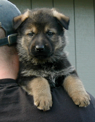 Teal Collar Male 5.5 wks 325w